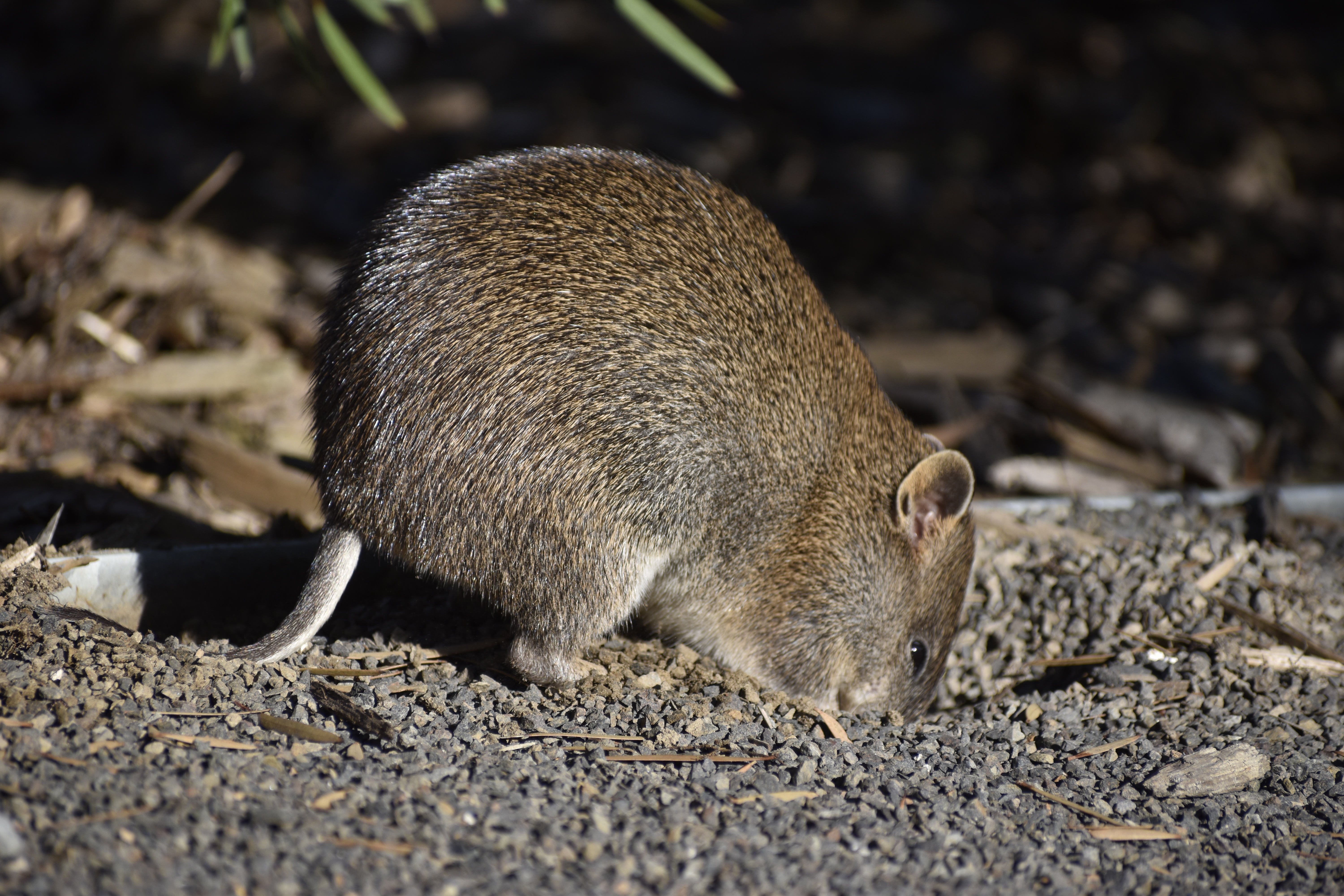 A photo showing a Southern Brown Bandicoot digging, with its distinctive round bottom and stumpy tail.