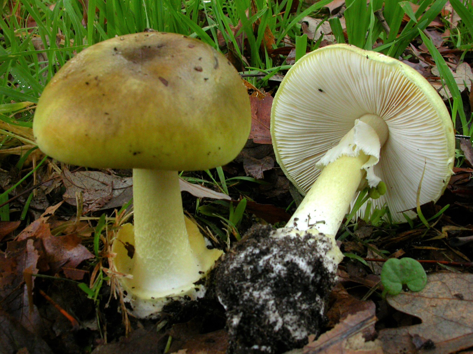 Amanita phalloides showing volva at base of stipe (left) and underside with pale lamellae and annulus on stipe (right)