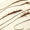 An angled close-up of several dried moss specimens attached to card. They are dark brown with elongated stems and brush-like ends.