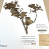 A specimen with two main branches is affixed to a piece of white card. It has discoloured to shades of black and grey. Several labels surround the specimen, most printed save one in the bottom right corner which is a sqaure, brown label with handwritten cursive text.
