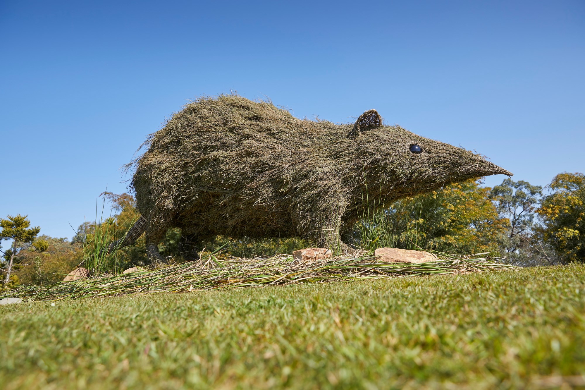 How To Keep Bandicoots Out Of The Garden | Fasci Garden