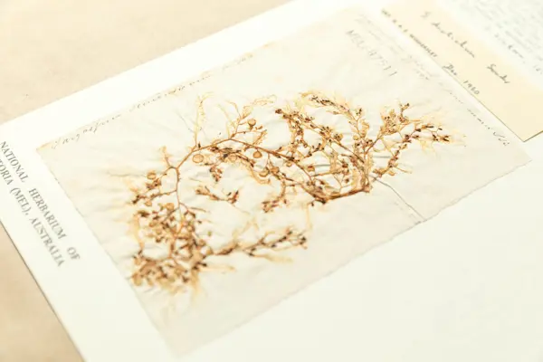 A yellowish-brown branching seaweed spread flat on paper and attached to card. The paper is wrinkled under the specimen. There is handwriting along the left-hand and top edges of the paper.