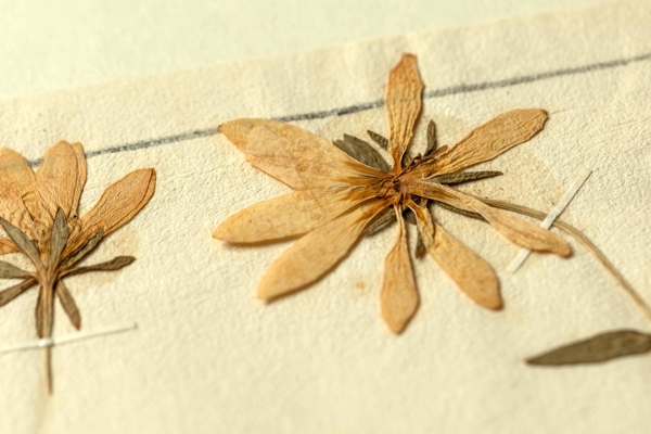 Two pressed and dried flowers with yellow petals and olive green bracts. They are attached to old yellowing textured paper with thin strips of cream-coloured gummed paper.