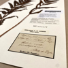 A fern specimen attached to white card, with a row of labels on the right-hand side. The label in the foreground is on brownish paper with a black printed border, and bears a mix of printed and handwritten information.