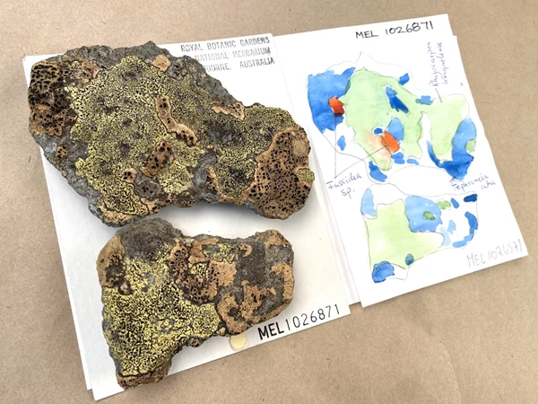 Two irregular grey rocks rest upon a sheet of white card. The stones have a patchwork of crusty lichens of different textures and colours sprawling across their surface, in green, brown, and black. On the card next to the stones is a map-like watercolour diagram of the growths, depicted in blue, orange, and green.