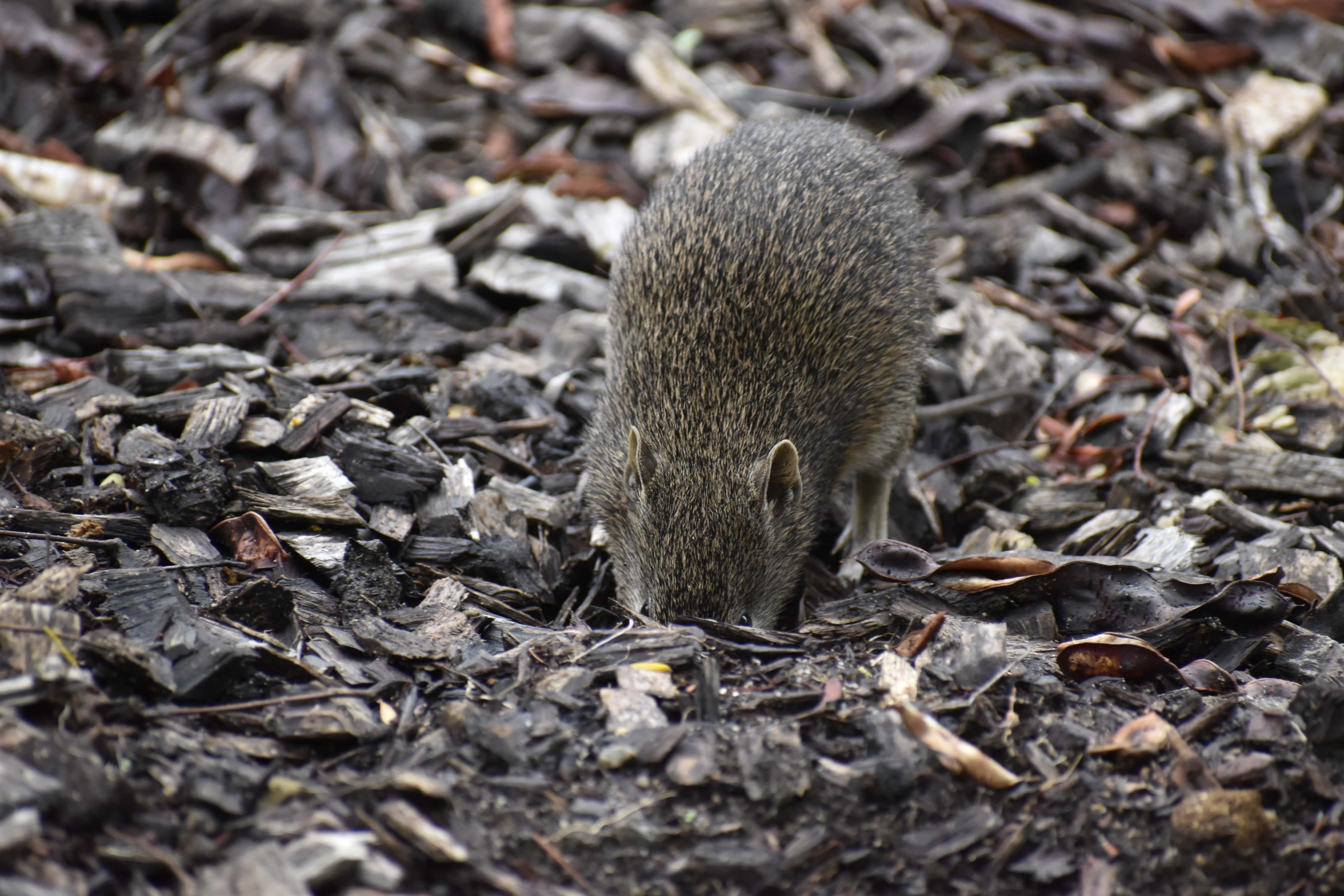 All about Southern Brown Bandicoots | Royal Botanic Gardens Victoria