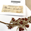 An old, dried specimen with red flowers on white card with a yellowish collecting label on an adjacent specimen sheet.
