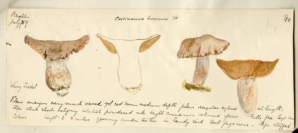 A painting of four mushrooms from different angles, including one in cross section. Each has been rendered in different shades of grey, orange, and brown, with delicate outlines. A title at the top and several lines of cursive text at the base annotate the painting.